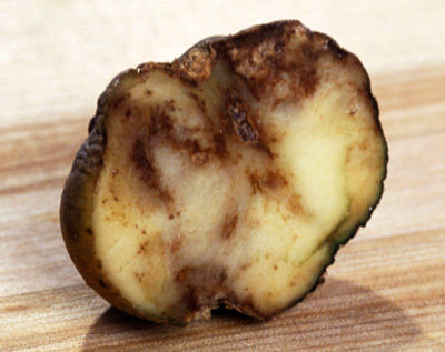 potato with blight